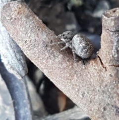 Cymbacha ocellata (Crab spider) at Aranda Bushland - 13 Oct 2020 by trevorpreston