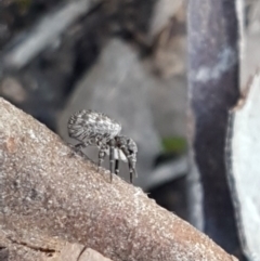 Cymbacha ocellata at Holt, ACT - 13 Oct 2020