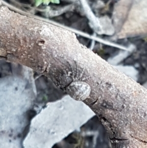 Cymbacha ocellata at Holt, ACT - 13 Oct 2020