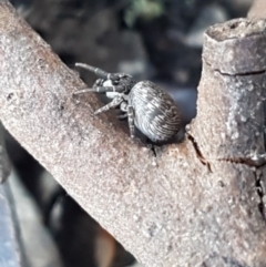 Cymbacha ocellata at Holt, ACT - 13 Oct 2020