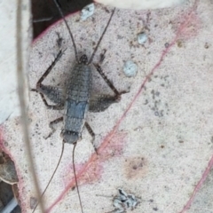 Eurepa marginipennis (Mottled bush cricket) at Holt, ACT - 13 Oct 2020 by trevorpreston