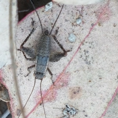 Eurepa marginipennis (Mottled bush cricket) at Aranda Bushland - 13 Oct 2020 by trevorpreston