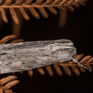 Capusa (genus) at Cotter River, ACT - 7 Feb 2019 09:48 PM