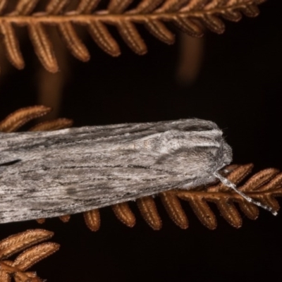 Capusa (genus) (Wedge moth) at Bimberi Nature Reserve - 7 Feb 2019 by kasiaaus