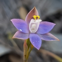 Thelymitra sp. (pauciflora complex) (Sun Orchid) at Holt, ACT - 13 Oct 2020 by trevorpreston