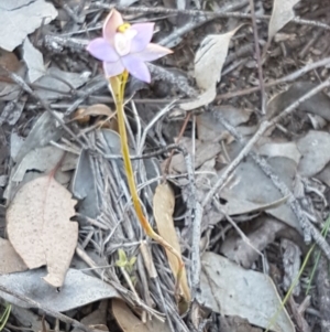 Thelymitra sp. (pauciflora complex) at Holt, ACT - 13 Oct 2020