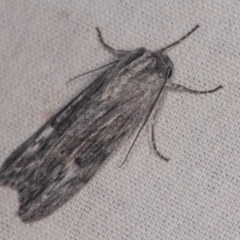 Capusa (genus) (Wedge moth) at Cotter River, ACT - 7 Feb 2019 by kasiaaus