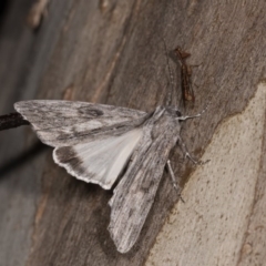 Capusa senilis (Black-banded Wedge-moth) at Cotter River, ACT - 7 Feb 2019 by kasiaaus