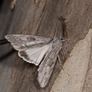 Capusa senilis at Cotter River, ACT - 7 Feb 2019 09:59 PM