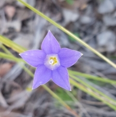 Wahlenbergia graniticola (Granite Bluebell) at Aranda Bushland - 13 Oct 2020 by trevorpreston