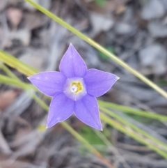 Wahlenbergia graniticola (Granite Bluebell) at Holt, ACT - 13 Oct 2020 by tpreston