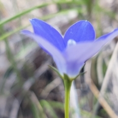 Wahlenbergia graniticola at Holt, ACT - 13 Oct 2020