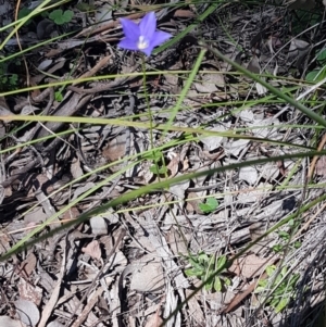 Wahlenbergia graniticola at Holt, ACT - 13 Oct 2020