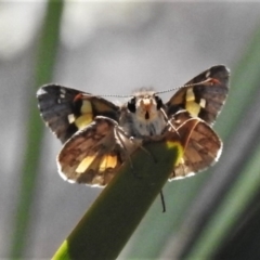 Trapezites phigalioides (Montane Ochre) at Black Mountain - 13 Oct 2020 by JohnBundock