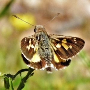 Trapezites phigalioides at Downer, ACT - 13 Oct 2020 12:45 PM