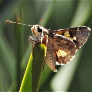 Trapezites phigalioides at Downer, ACT - 13 Oct 2020 12:45 PM