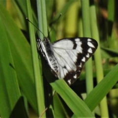 Belenois java (Caper White) at Stromlo, ACT - 12 Oct 2020 by JohnBundock