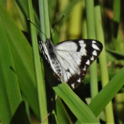 Belenois java (Caper White) at Stromlo, ACT - 13 Oct 2020 by JohnBundock