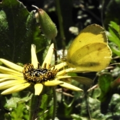 Eurema smilax (Small Grass-yellow) at Coree, ACT - 13 Oct 2020 by JohnBundock