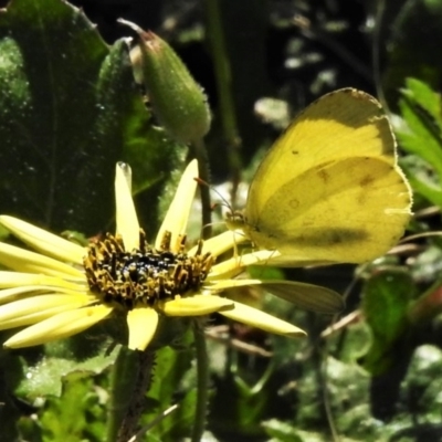 Eurema smilax (Small Grass-yellow) at Coree, ACT - 13 Oct 2020 by JohnBundock