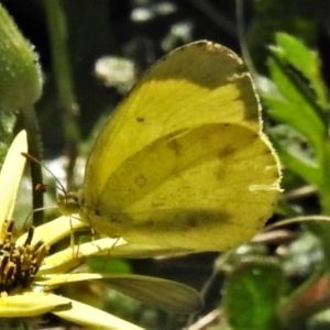 Eurema smilax at Coree, ACT - 13 Oct 2020