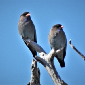 Eurystomus orientalis at Stromlo, ACT - 13 Oct 2020