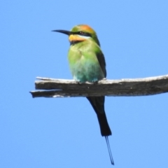 Merops ornatus (Rainbow Bee-eater) at Stony Creek - 12 Oct 2020 by JohnBundock
