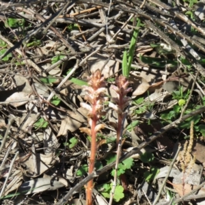 Orobanche minor at Paddys River, ACT - 13 Oct 2020 08:02 AM