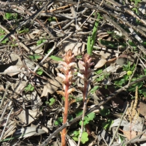 Orobanche minor at Paddys River, ACT - 13 Oct 2020