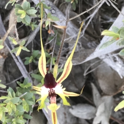 Caladenia atrovespa (Green-comb Spider Orchid) at Aranda Bushland - 13 Oct 2020 by MattFox