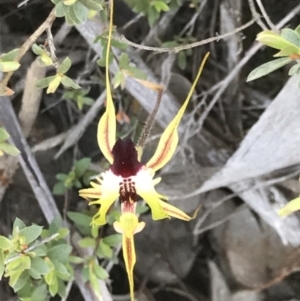 Caladenia atrovespa at Cook, ACT - 13 Oct 2020