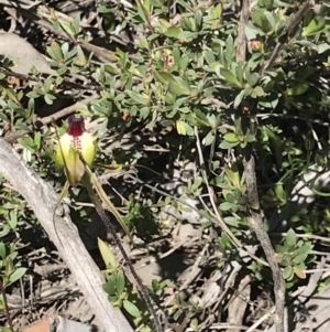 Caladenia atrovespa at Cook, ACT - 13 Oct 2020