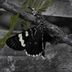 Phalaenoides glycinae (Grapevine Moth) at Wanniassa, ACT - 13 Oct 2020 by JohnBundock