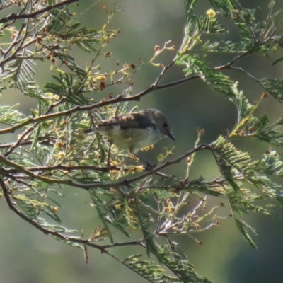 Acanthiza pusilla (Brown Thornbill) at Tuggeranong DC, ACT - 12 Oct 2020 by RodDeb