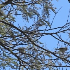 Acanthiza pusilla at Tuggeranong DC, ACT - 12 Oct 2020