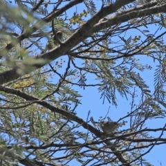 Acanthiza pusilla at Tuggeranong DC, ACT - 12 Oct 2020