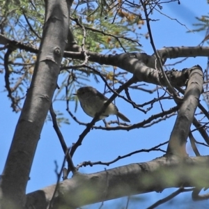 Acanthiza pusilla at Tuggeranong DC, ACT - 12 Oct 2020