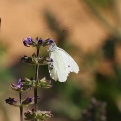 Pieris rapae (Cabbage White) at Point Hut to Tharwa - 12 Oct 2020 by RodDeb