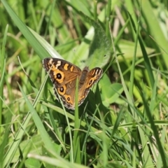 Junonia villida (Meadow Argus) at Point Hut to Tharwa - 12 Oct 2020 by RodDeb