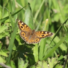 Junonia villida at Gordon, ACT - 12 Oct 2020 01:16 PM