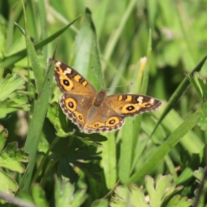 Junonia villida at Gordon, ACT - 12 Oct 2020 01:16 PM