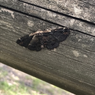 Pholodes sinistraria (Sinister or Frilled Bark Moth) at Cook, ACT - 13 Oct 2020 by MattFox