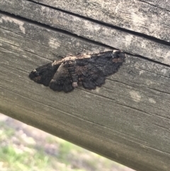 Pholodes sinistraria at Cook, ACT - 13 Oct 2020