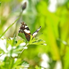 Vanessa itea (Yellow Admiral) at Point Hut to Tharwa - 12 Oct 2020 by RodDeb