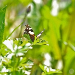 Vanessa itea at Gordon, ACT - 12 Oct 2020