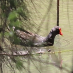 Gallinula tenebrosa (Dusky Moorhen) at Tuggeranong DC, ACT - 12 Oct 2020 by RodDeb