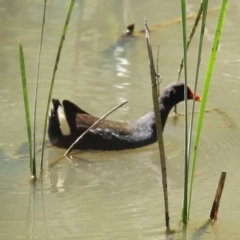 Gallinula tenebrosa at Tuggeranong DC, ACT - 12 Oct 2020