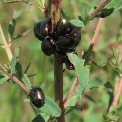 Chrysolina quadrigemina (Greater St Johns Wort beetle) at Gordon, ACT - 12 Oct 2020 by RodDeb