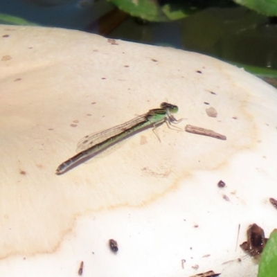 Ischnura aurora (Aurora Bluetail) at Point Hut to Tharwa - 12 Oct 2020 by RodDeb