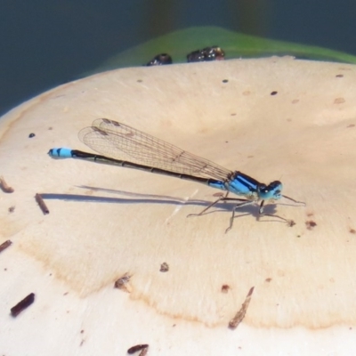 Ischnura heterosticta (Common Bluetail Damselfly) at Point Hut to Tharwa - 12 Oct 2020 by RodDeb